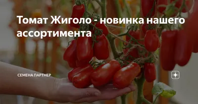 Томат Жиголо: хулиганский и урожайный - Рамблер/женский