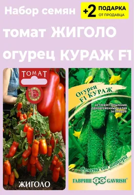 Семена биотехника томат жиголо купить по цене 179 ₽ в интернет-магазине  KazanExpress
