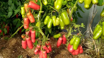 Семена Томат Жигало, 10 сем. купить оптом или розницу. Выгодные цены