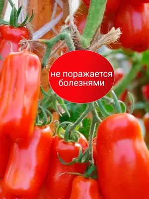 Томаты Проверенные семена Жиголо - купить по выгодным ценам в  интернет-магазине OZON (1136548151)