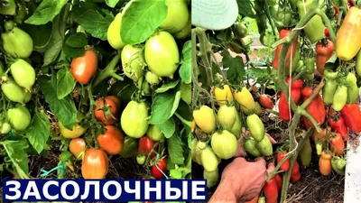 ТОМАТЫ ЗАСОЛОЧНЫЕ // «РУССКИЙ ДЕЛИКАТЕС ЗАСОЛОЧНЫЙ», «СИБИРСКИЙ ГРОЗДЕВОЙ»,  «ЖИГОЛО» // обзор - YouTube
