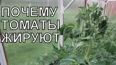 ЖИРОВАНИЕ ТОМАТОВ: почему помидоры жируют? - YouTube
