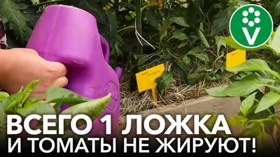 ПОМИДОРЫ ЖИРУЮТ И НЕТ ЗАВЯЗИ? 5 способов их спасти! | Выращивание помидоров,  Растения, Помидоры