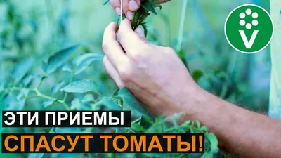 Когда нужно снимать помидоры с куста - советы, как получить больше спелых  плодов — УНИАН