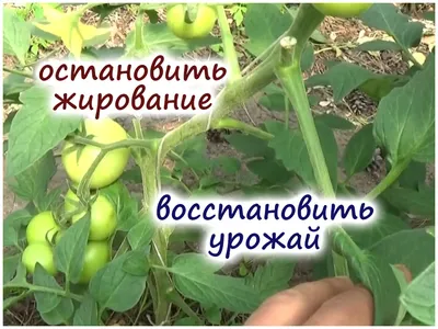 Для подкормки помидоров используют сульфат калия - «ФАКТЫ»
