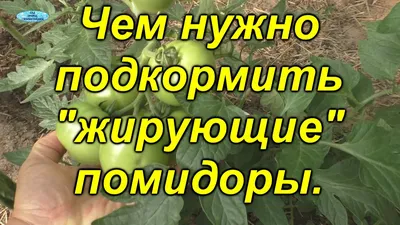 Печальные новости: томаты начали жировать - на это укажут неочевидные  признаки | 08.07.2023 | NVL