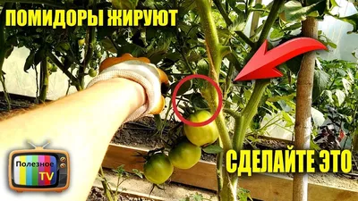 ПОМИДОРЫ ЖИРУЮТ СДЕЛАЙТЕ С НИМИ ЭТО ПРОВЕРЕННЫЙ СПОСОБ - YouTube