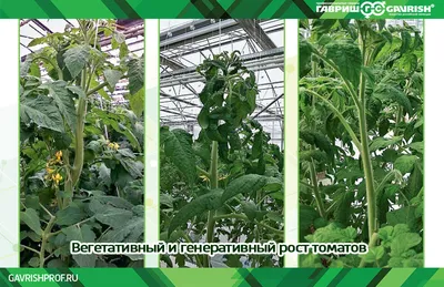 Томаты \"жируют\", что делать - Страница 5 - Агротехника, подкормки, приемы  выращивания и т.п. - tomat-pomidor.com - форум