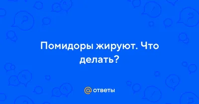 Как подвязать помидоры в теплице, как подвязать помидоры, как пасынковать  помидоры, как подкормить помидоры - 28 июня 2022 - 74.ru