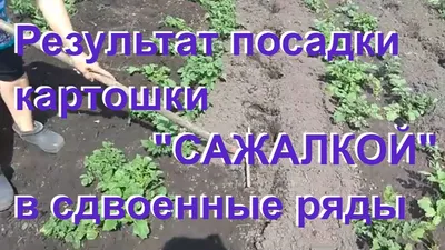 Схемы посадки картофеля – расстояния между рядами и ямками