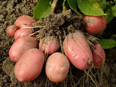 Моя схема посадки картофеля в сдвоенных рядах — получаю урожай до 13-14  мешков с сотки | Маленький сад на краю Вселенной | Дзен
