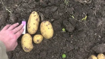Схемы посадки картофеля – расстояния между рядами и ямками