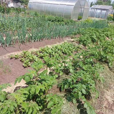 Способы и схемы посадки картофеля, как и на какую глубину сажать: 11  методов получения отличного урожая