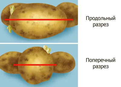 Посадка картофеля спаренными рядами - мои отзывы | Сайт о саде, даче и  комнатных растениях.