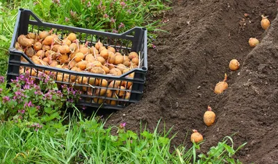 Посадка картошки под сено | Пикабу
