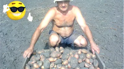 Выращивание картофеля на даче и приусадебном участке - купить книгу в  интернет магазине Ridero
