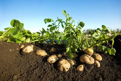 Методы и технологии выращивания картофеля: посадка, возделывание
