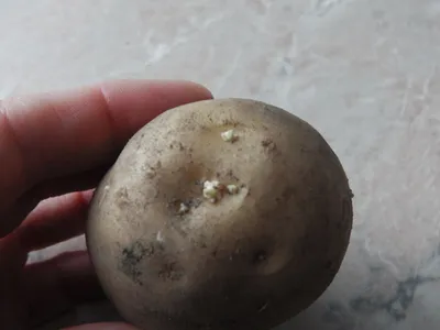 Моя схема посадки картофеля в сдвоенных рядах — получаю урожай до 13-14  мешков с сотки | Маленький сад на краю Вселенной | Дзен