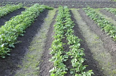 Посадка картофеля и его выращивание - способы и подготовка семян | Сайт о  саде, даче и комнатных растениях.