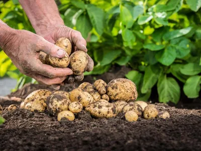 Как посадить картофель - рядками или грядками. | Trophikana | Дзен