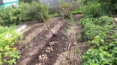 Как и когда посадить картошку в мае 2023: полезные рекомендации и способы  посадки - Бабушкина дача