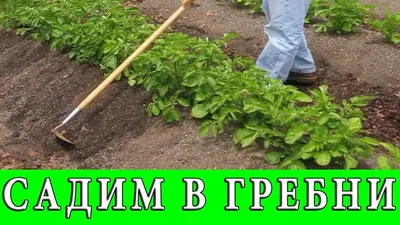 ПОСАДКА КАРТОФЕЛЯ В ГРЕБНИ - YouTube