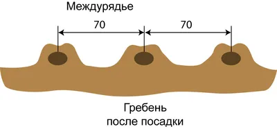 Как правильно посадить картошку
