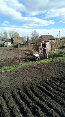 На какую глубину сажать клубни картофеля?