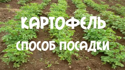 Картофель. Посадка картофеля в гребни - YouTube