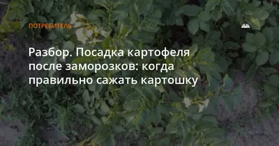 Сажаю 250 КЛУБНЕЙ в мае -получаю 12 МЕШКОВ в сентябре! Посадка Американки в  ПИРАМИДЫ 2022 год. - YouTube