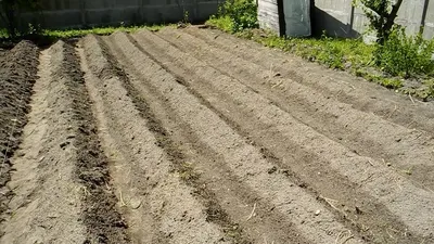 Секреты народной огородной культуры: выращиваем картошку | ВКонтакте