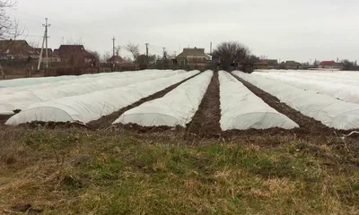 Разбор. Посадка картофеля после заморозков: когда правильно сажать картошку