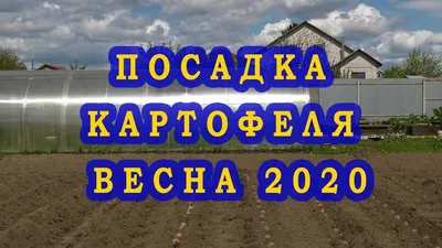 Посадка картофеля: как подготовить почву и что сажать рядом для богатого  урожая