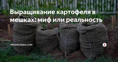 Выращивание картофеля в мешках: миф или реальность | prodachnika.com | Дзен