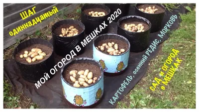 МОЙ ОГОРОД В МЕШКАХ 2020. Шаг N11. КАРТОФЕЛЬ, МОРКОВЬ, осенний РЕДИС.  Potatoes in Bags. - YouTube