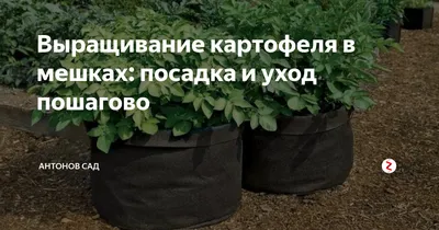 Выращивание картофеля в мешках: посадка и уход пошагово | Антонов сад -  дача и огород | Дзен