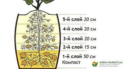 Альтернативные способы посадки картошки - картошка в бочках, мешках и  коробах.