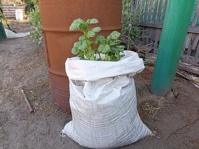 Садим картошку в мешках. Экономия места и более ранний урожай | Автономная  жизнь. Дача | Дзен