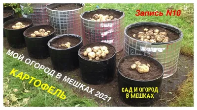 Выращивание КАРТОФЕЛЯ в МЕШКАХ. МОЙ ОГОРОД В МЕШКАХ 2021. Запись №10. -  YouTube