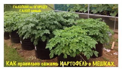 КАРТОШКА в МЕШКАХ.КАК правильно САЖАТЬ и ВЫРАЩИВАТЬ.ГАЛОПОМ по ОГОРОДУ  2018.ГАЛОП 5.Potatoes in Bags - YouTube