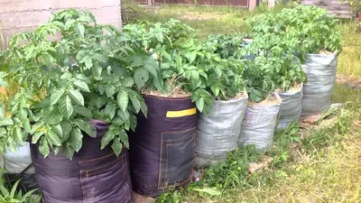 Посадка картофеля в мешках - пошаговое описание метода, правила выращивания  и ухода