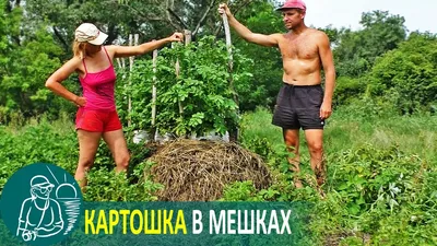 Growing Potatoes in Bags Under Hay 🌿 Gordeev's Experiment - YouTube