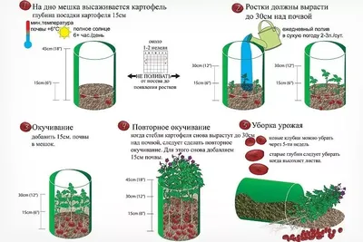 Картошка в мешках: посадка, выращивание, уход, сбор урожая, советы, плюсы и  минусы