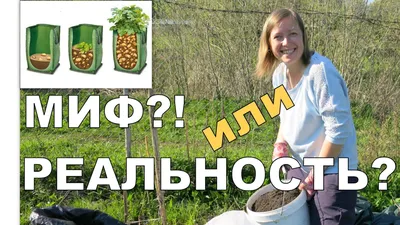 ПОСАДКА КАРТОФЕЛЯ В МЕШКИ // Выращивание картофеля в мешках / Potatoes in  bags | Посадка картофеля, Посадка, Картофель