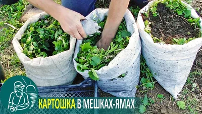 Planting Potatoes in Pits in Bags in Three Ways 🚀 Gordeev's Experiment -  YouTube