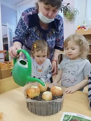 Посадка и выращивание лука – МБДОУ «Детский сад № 221»