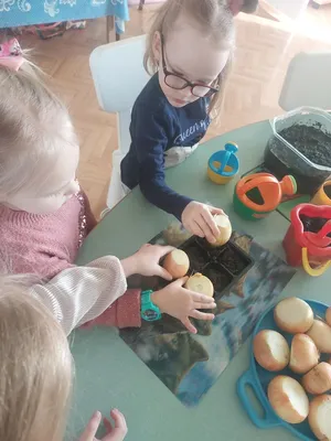 Ознакомление с окружающим в средней группе НОД «Посадка лука и пшеницы детском  саду» (13 фото). Воспитателям детских садов, школьным учителям и педагогам  - Маам.ру