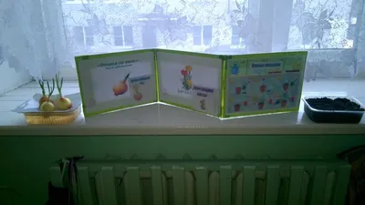 Посадка лука в нашем огороде – МУНИЦИПАЛЬНОЕ АВТОНОМНОЕ ДОШКОЛЬНОЕ  ОБРАЗОВАТЕЛЬНОЕ УЧРЕЖДЕНИЕ «ДЕТСКИЙ САД № 50 ГОРОДА БЛАГОВЕЩЕНСКА»