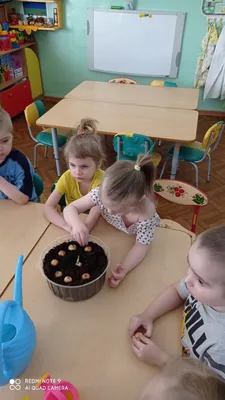 Занятие по ознакомлению с природой — \"Посадка лука\" - Официальный сайт МАДОУ