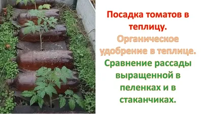 Посадка томатов в теплицу. Органическое удобрение в теплице. как посадить  рассаду томатов в теплице. - YouTube